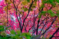 masyuen_autumn_3_0277
