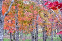 masyuen_autumn_3_0279