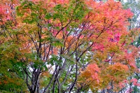 masyuen_autumn_3_0288