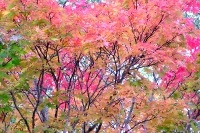masyuen_autumn_3_0289