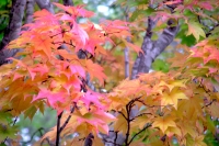 masyuen_autumn_3_0290