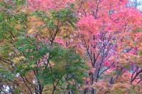 masyuen_autumn_3_0296