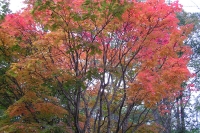 masyuen_autumn_3_0297