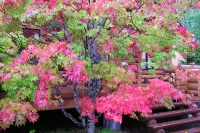 masyuen_autumn_3_0308