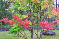 masyuen_autumn_3_0311