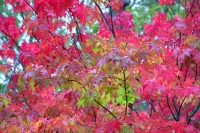 masyuen_autumn_3_0313