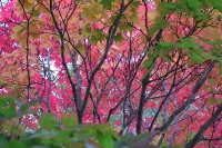 masyuen_autumn_3_0318
