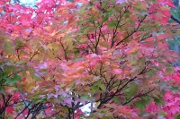 masyuen_autumn_3_0319