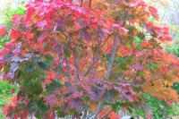 masyuen_autumn_3_0350