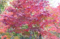 masyuen_autumn_4_0024