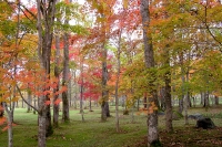 masyuen_autumn_4_0028