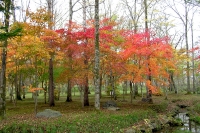 masyuen_autumn_4_0029