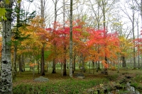 masyuen_autumn_4_0032