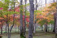 masyuen_autumn_4_0038