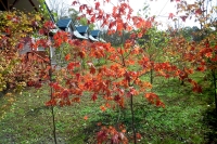 masyuen_autumn_4_0041