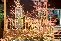 masyuen_autumn_4_0042