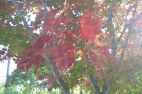 masyuen_autumn_4_0054