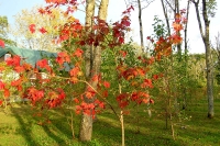 masyuen_autumn_4_0058