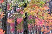 masyuen_autumn_4_0071