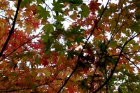 masyuen_autumn_4_0074