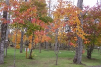 masyuen_autumn_4_0077