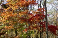 masyuen_autumn_5_0006