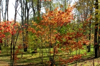 masyuen_autumn_5_0007