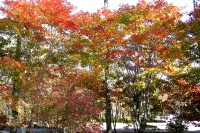 masyuen_autumn_5_0008