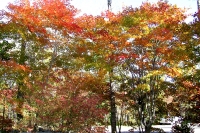 masyuen_autumn_5_0009