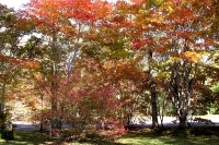 masyuen_autumn_5_0010