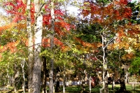 masyuen_autumn_5_0013