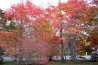 masyuen_autumn_5_0021
