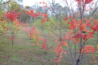 masyuen_autumn_5_0023