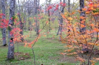 masyuen_autumn_5_0024