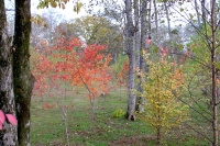 masyuen_autumn_5_0025
