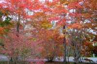 masyuen_autumn_5_0029
