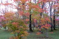 masyuen_autumn_5_0031