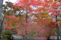 masyuen_autumn_5_0033