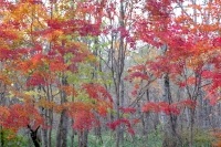 masyuen_autumn_5_0039
