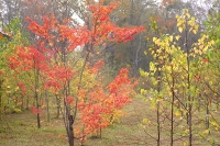 masyuen_autumn_5_0040