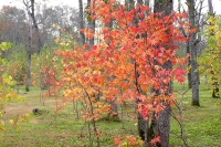 masyuen_autumn_5_0043
