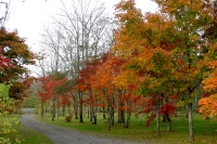 masyuen_autumn_5_0044