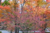 masyuen_autumn_5_0046
