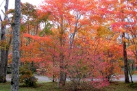 masyuen_autumn_5_0047