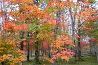 masyuen_autumn_5_0048