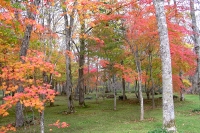 masyuen_autumn_5_0049