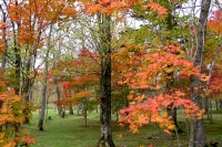 masyuen_autumn_5_0050