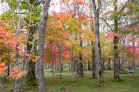masyuen_autumn_5_0051
