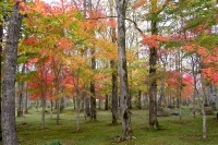 masyuen_autumn_5_0052