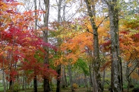 masyuen_autumn_5_0053